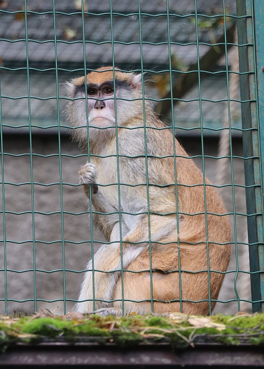 Travelnews.lv apciemo Rīgas Nacionālo zooloģisko dārzu 307929