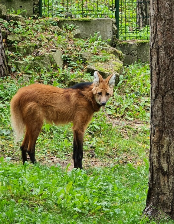 Travelnews.lv apciemo Rīgas Nacionālo zooloģisko dārzu 307930