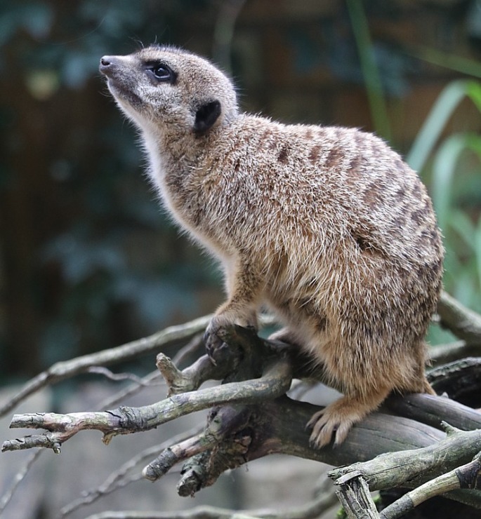 Travelnews.lv apciemo Rīgas Nacionālo zooloģisko dārzu 307933