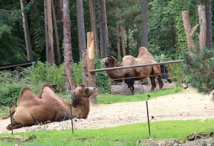 Travelnews.lv apciemo Rīgas Nacionālo zooloģisko dārzu 11