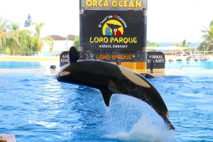 Travelnews.lv iepazīst pasaulslaveno «Loro parku» Tenerifē, kurā mīt ūdens un sauszemes dzīvnieki 1