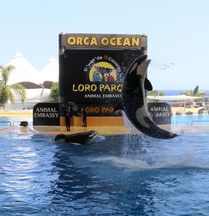 Travelnews.lv iepazīst pasaulslaveno «Loro parku» Tenerifē, kurā mīt ūdens un sauszemes dzīvnieki 3