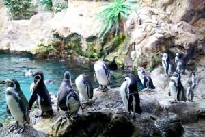 Travelnews.lv iepazīst pasaulslaveno «Loro parku» Tenerifē, kurā mīt ūdens un sauszemes dzīvnieki 31