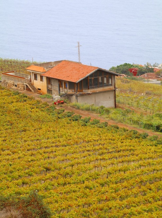 Travelnews.lv apciemo Tenerifes vīna darītavu «Bodegas Monje», kas darbojas kopš 1750.gada 309402