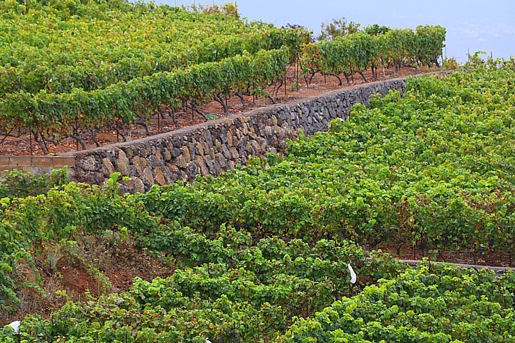 Travelnews.lv apciemo Tenerifes vīna darītavu «Bodegas Monje», kas darbojas kopš 1750.gada 309403