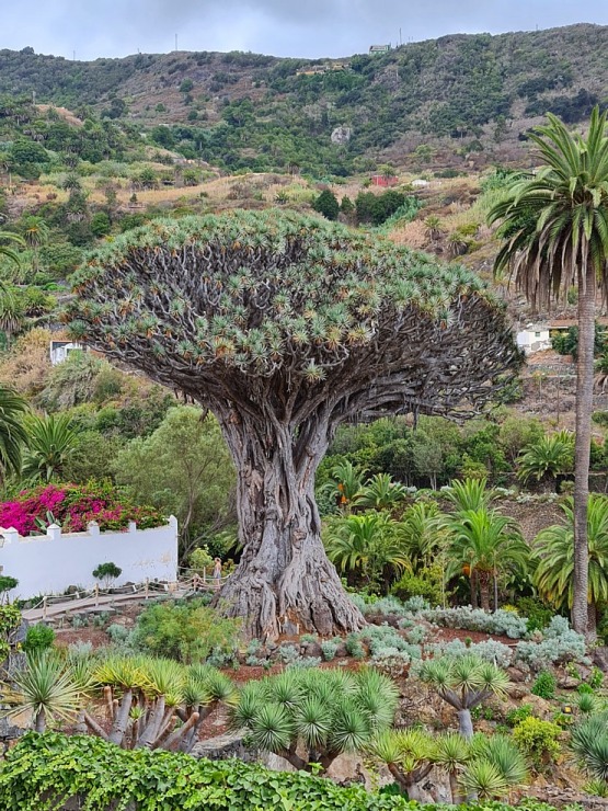 Iepazīstam tūkstošgadīgu pūķkoku «Dracaena draco» Tenerifes pilsētā Icod de los vinos 309432
