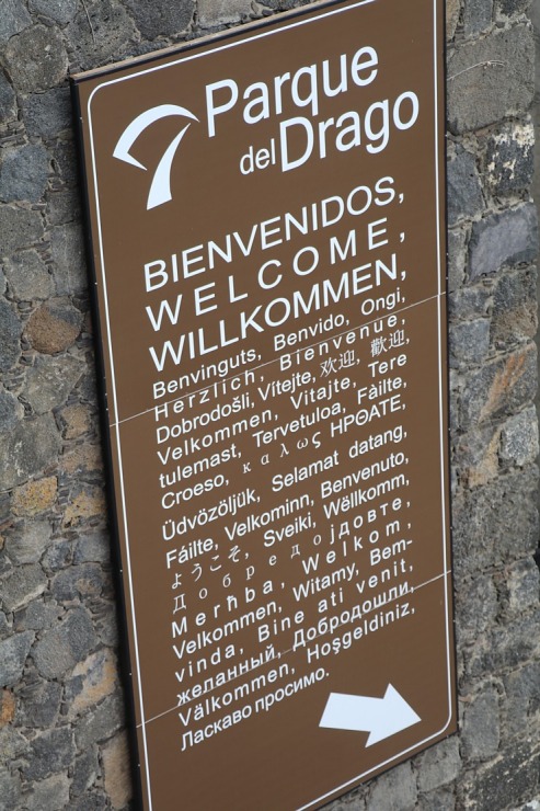 Iepazīstam tūkstošgadīgu pūķkoku «Dracaena draco» Tenerifes pilsētā Icod de los vinos 309434