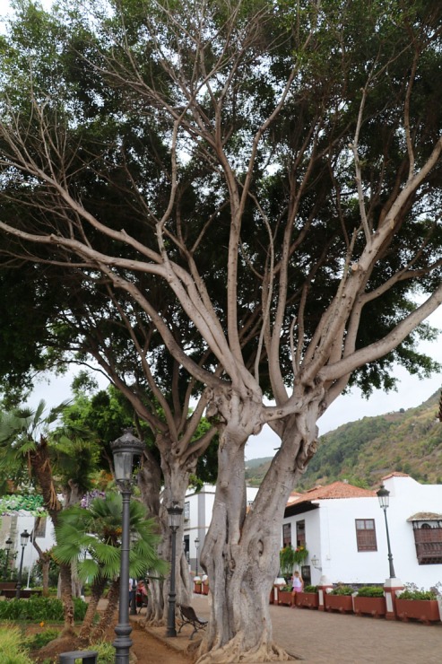 Iepazīstam tūkstošgadīgu pūķkoku «Dracaena draco» Tenerifes pilsētā Icod de los vinos 309435