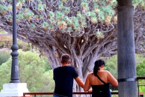 Iepazīstam tūkstošgadīgu pūķkoku «Dracaena draco» Tenerifes pilsētā Icod de los vinos 1