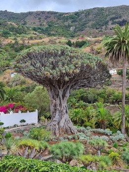 Iepazīstam tūkstošgadīgu pūķkoku «Dracaena draco» Tenerifes pilsētā Icod de los vinos 2