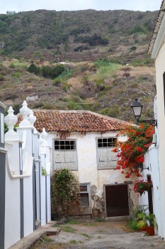 Iepazīstam tūkstošgadīgu pūķkoku «Dracaena draco» Tenerifes pilsētā Icod de los vinos 24