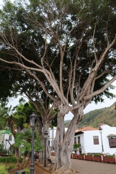 Iepazīstam tūkstošgadīgu pūķkoku «Dracaena draco» Tenerifes pilsētā Icod de los vinos 5