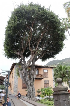 Iepazīstam tūkstošgadīgu pūķkoku «Dracaena draco» Tenerifes pilsētā Icod de los vinos 6
