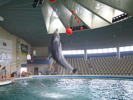 Delfīni spēj priecēt skatītājus arī ar ļoti augstiem lēcieniem, kas beidzas nereti ar skatītāju apšļākšanu ar vēsām ūdens šaltīm