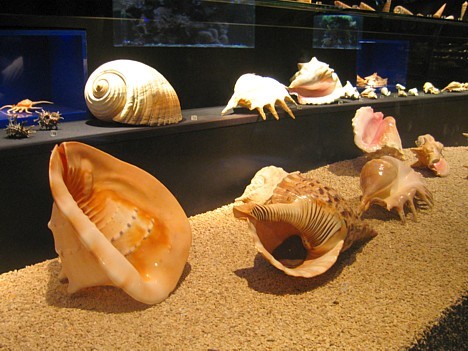Tāpat muzejā ir aplūkojama plaša gliemežvāku kolekcija