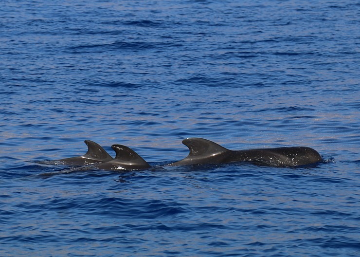 Travelnews.lv ar katamarānu Atlantijas okeānā vēro delfīnus un citas radības 309935
