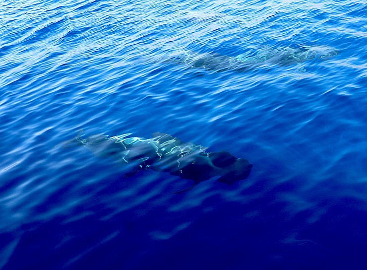 Travelnews.lv ar katamarānu Atlantijas okeānā vēro delfīnus un citas radības 309936