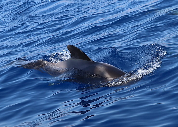 Travelnews.lv ar katamarānu Atlantijas okeānā vēro delfīnus un citas radības 309939