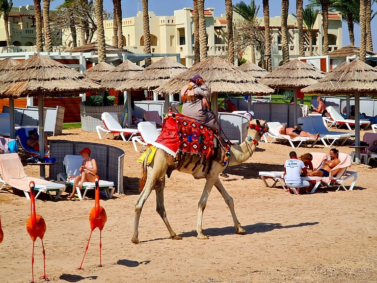 «Rixos Sharm El Sheikh Adult Friendly» pludmales dzīve piedāvā niršanu, kamieļus un... 310410
