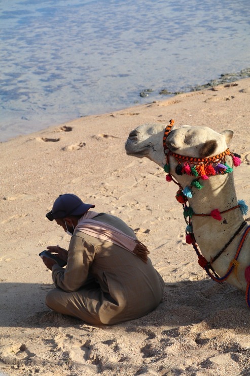 «Rixos Sharm El Sheikh Adult Friendly» pludmales dzīve piedāvā niršanu, kamieļus un... 310411