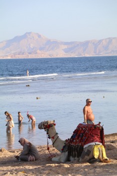 «Rixos Sharm El Sheikh Adult Friendly» pludmales dzīve piedāvā niršanu, kamieļus un... 12