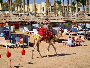 «Rixos Sharm El Sheikh Adult Friendly» pludmales dzīve piedāvā niršanu, kamieļus un... 13