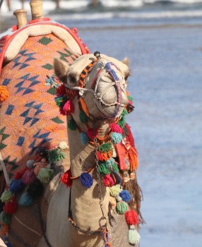 «Rixos Sharm El Sheikh Adult Friendly» pludmales dzīve piedāvā niršanu, kamieļus un... 15