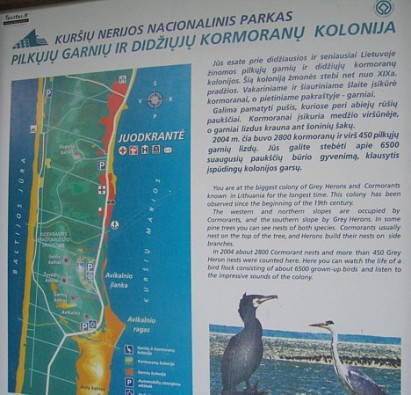 Pa ceļam uz Nidu, Juodkrante apvidū jūras kraukļi ir izveidojuši savu koloniju 16667