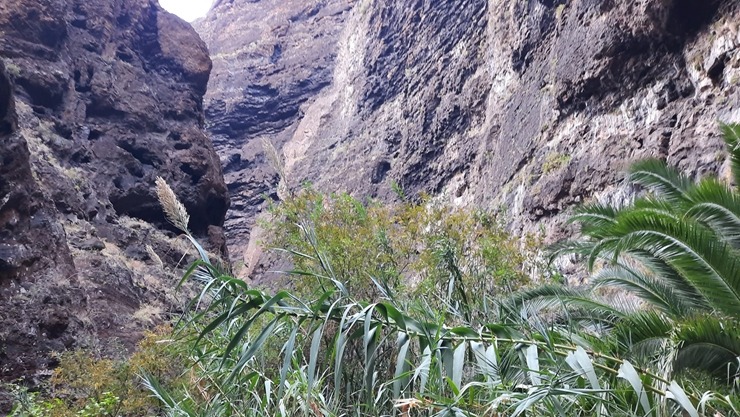 Latviešu ceļotāji dodas dabas pārgājienos Spānijas Tenerifes salā. Foto: Iveta Reiere 313350