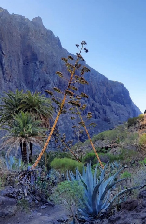 Latviešu ceļotāji dodas dabas pārgājienos Spānijas Tenerifes salā. Foto: Iveta Reiere 313351