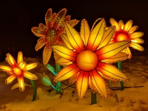 Siguldā kopš 4.02.2022 notiek grandiozs un ģimenisks gaismas festivāls «Brīnumzemē» 3