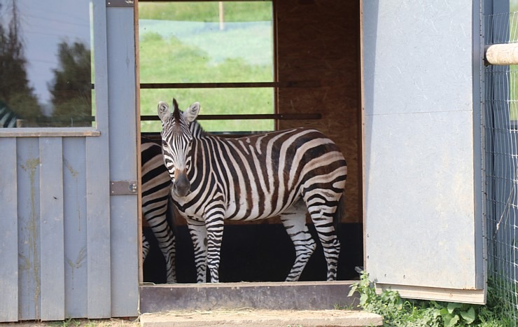 «Siguldas Zoo» piedāvā tiešu kontaktu starp apmeklētāju un dzīvnieku 319598