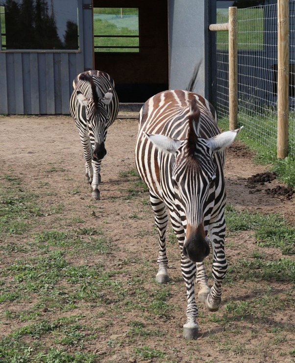 «Siguldas Zoo» piedāvā tiešu kontaktu starp apmeklētāju un dzīvnieku 319600