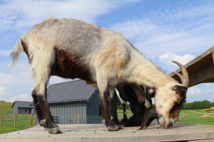 «Siguldas Zoo» piedāvā tiešu kontaktu starp apmeklētāju un dzīvnieku - Foto