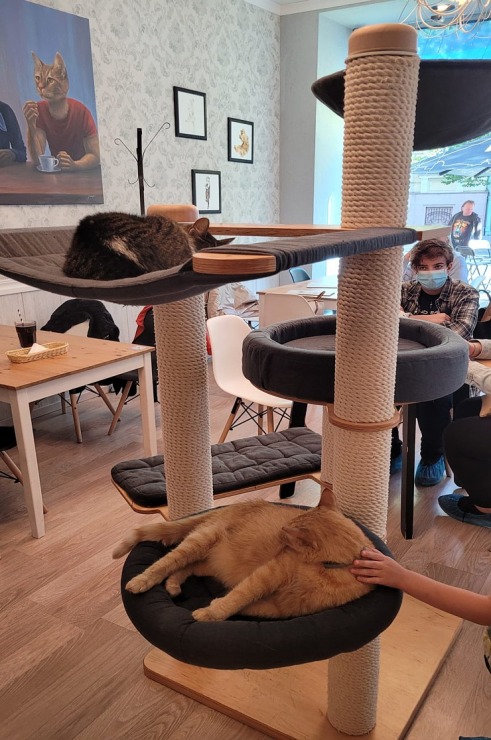 Travelnews.lv apmeklē Viļņas kafejnīcu ar kaķiem «Cat Cafe» Foto: Marta Mackeviča 320487