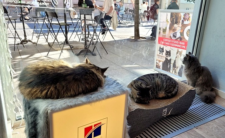 Travelnews.lv apmeklē Viļņas kafejnīcu ar kaķiem «Cat Cafe» Foto: Marta Mackeviča 320488