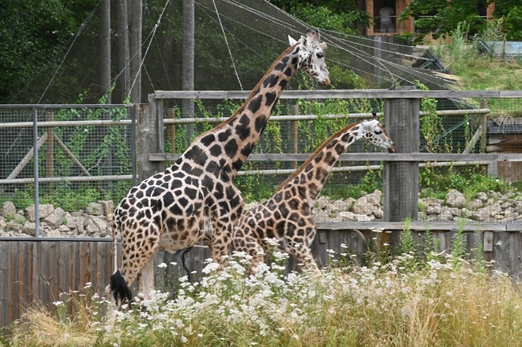 Omulīgā gaisotnē Rīgas Zoodārza žirafes Vakilija un Kimi svin savas jubilejas 321862