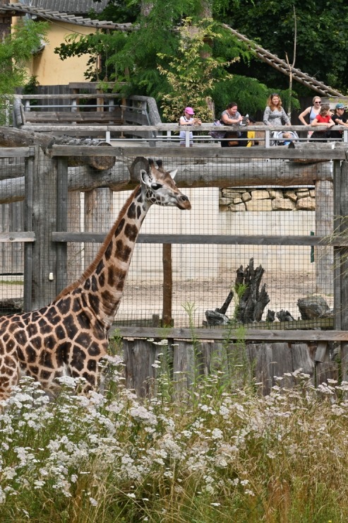 Omulīgā gaisotnē Rīgas Zoodārza žirafes Vakilija un Kimi svin savas jubilejas 321865