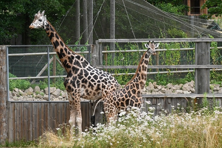 Omulīgā gaisotnē Rīgas Zoodārza žirafes Vakilija un Kimi svin savas jubilejas 321855