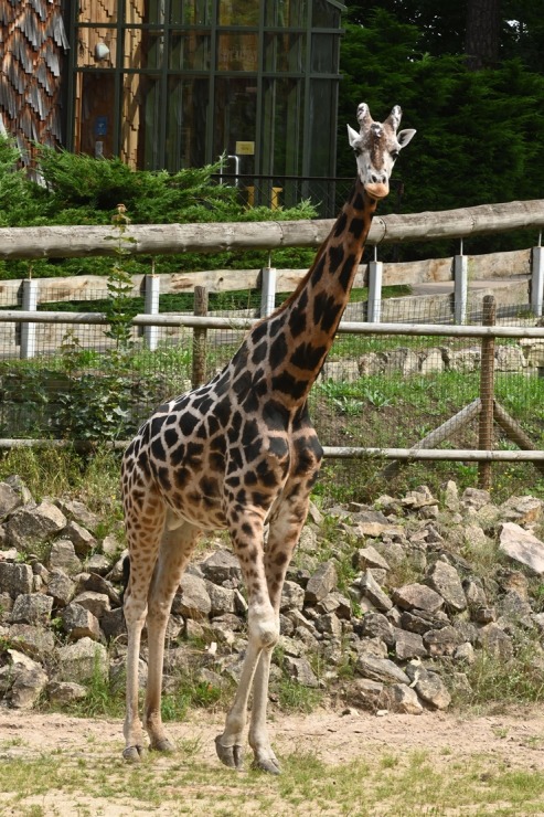 Omulīgā gaisotnē Rīgas Zoodārza žirafes Vakilija un Kimi svin savas jubilejas 321856
