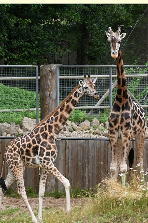 Omulīgā gaisotnē Rīgas Zoodārza žirafes Vakilija un Kimi svin savas jubilejas 321858