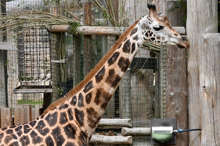 Omulīgā gaisotnē Rīgas Zoodārza žirafes Vakilija un Kimi svin savas jubilejas 321861