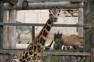 Omulīgā gaisotnē Rīgas Zoodārza žirafes Vakilija un Kimi svin savas jubilejas 1