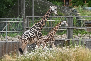 Omulīgā gaisotnē Rīgas Zoodārza žirafes Vakilija un Kimi svin savas jubilejas 10