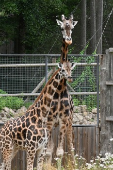 Omulīgā gaisotnē Rīgas Zoodārza žirafes Vakilija un Kimi svin savas jubilejas 11