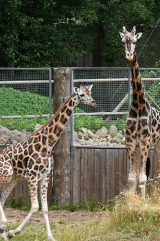 Omulīgā gaisotnē Rīgas Zoodārza žirafes Vakilija un Kimi svin savas jubilejas 12