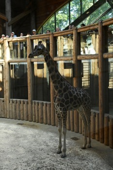 Omulīgā gaisotnē Rīgas Zoodārza žirafes Vakilija un Kimi svin savas jubilejas 20