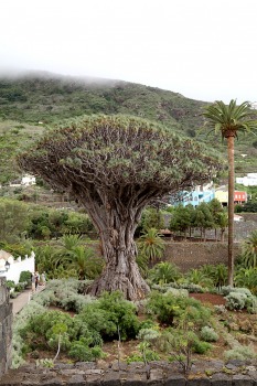 Apmeklējam Tenerifes pilsētiņu Icod de los Vinos, lai skatītu milzīgu pūķkoku Dracaena draco. Sadarbībā ar Tez Tour un airBaltic 11