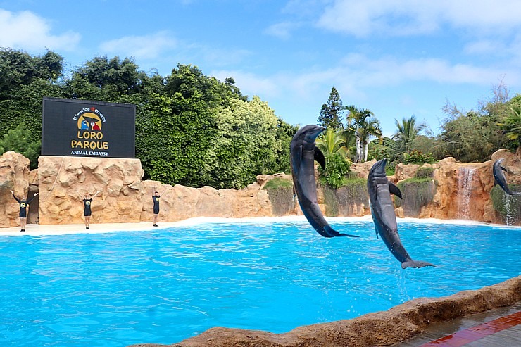 Travelnews.lv apmeklē delfīnu izrādi Tenerifes zooloģiskajā dārzā «Loro Parque». Sadarbībā ar Tez Tour un airBaltic 329929