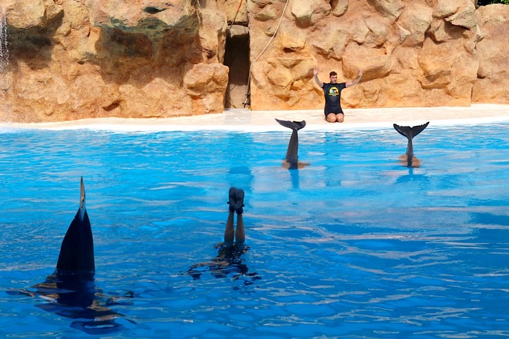 Travelnews.lv apmeklē delfīnu izrādi Tenerifes zooloģiskajā dārzā «Loro Parque». Sadarbībā ar Tez Tour un airBaltic 329939